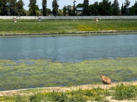 Lote en venta en Silvestre Nordelta con Proyecto