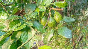 Venta Casa 5 Ambientes Beccar Pileta Apta Credito