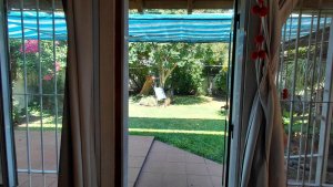 House For Sale with Park and Garage Villa Adelina