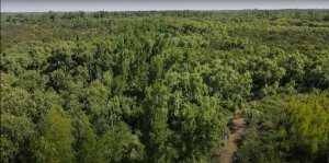 TIGRE Delta 8 hectares
