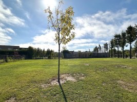 Lot for sale in cul-de-sac San Rafael Villanueva