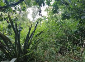 Sale Lot Rio Carapachay at 500