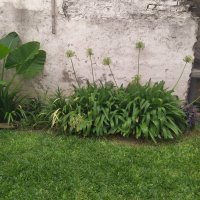 For Rent Penthouse 1-bedroom Ground Floor Olivos