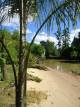 palmeras
